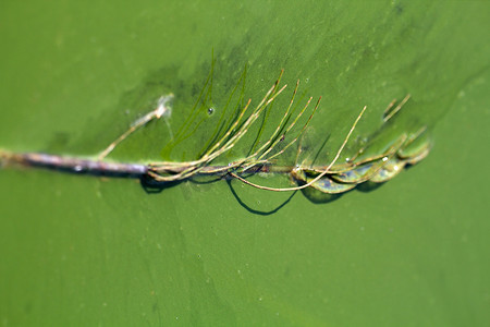 藻类污染的水（绿色​​浮渣）