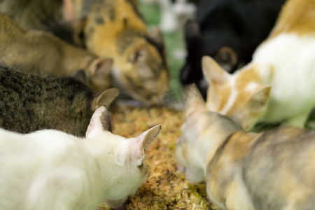 一群流浪猫正在吃食物。