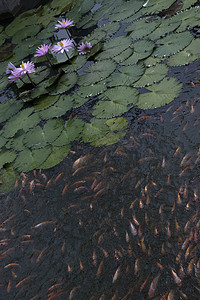池塘荷花中的金鱼