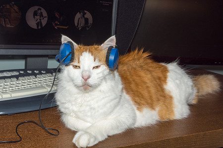 有红色斑点的白猫喜欢听音乐