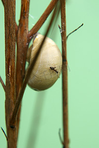 观察蚂蚁摄影照片_蜗牛和蚂蚁