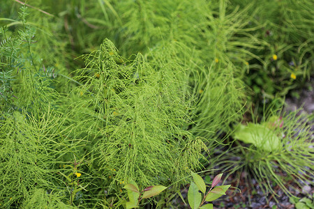Equisetum sylvaticum，木马尾，生长在森林里