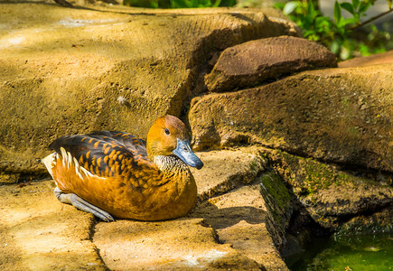 双金币摄影照片_坐在水边岩石上的黄树鸭，来自美洲和非洲的热带鸟类