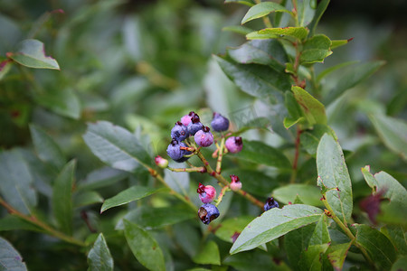 野生蓝莓丛和一些成熟的浆果