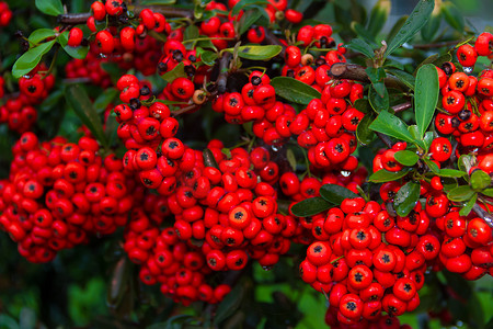 红色浆果摄影照片_秋季带雨滴的红色浆果观赏灌木