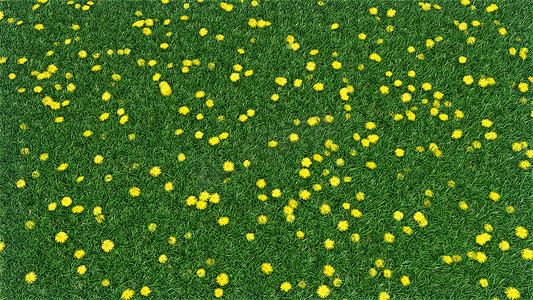 绿草和蒲公英花的顶视图