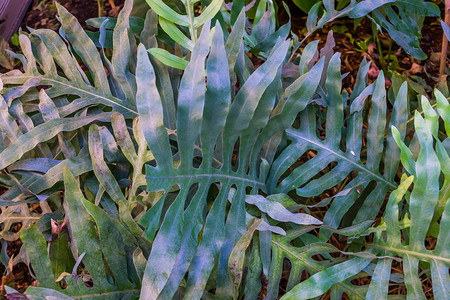 金蛇蕨叶子的特写，园艺中流行的热带植物