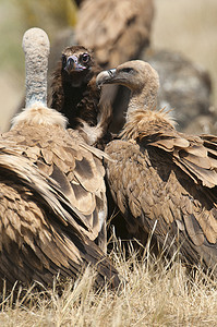 格里芬秃鹰、Gyps fulvus、黑秃鹰或灰秃鹰