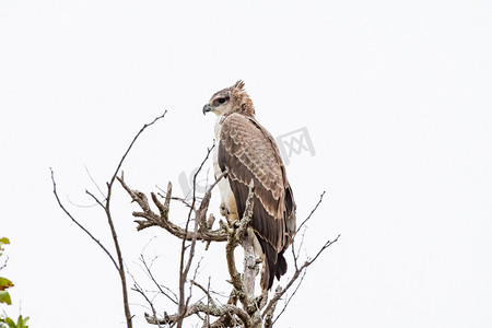 早上遛鸟摄影照片_在树的武术老鹰，看向左边