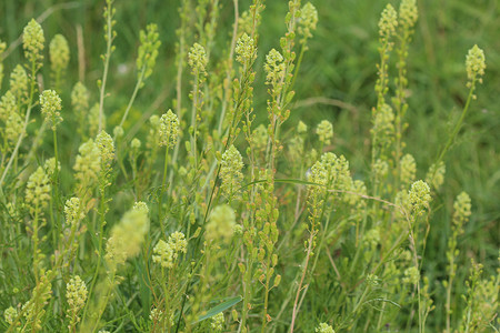 Reseda lutea、黄色木犀草或野生木犀草花