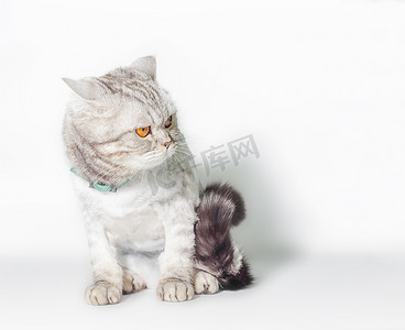 灰色修剪的猫与不悦的眼睛隔离在白色 backgrou