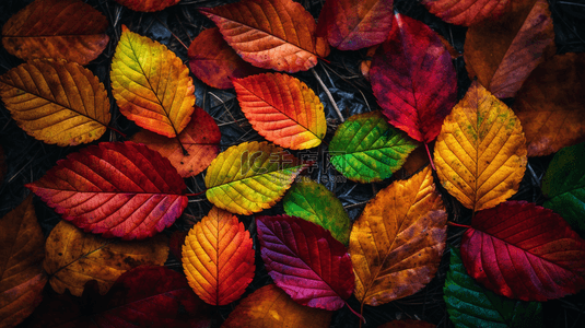 树叶变化背景图片_秋天多色的落叶