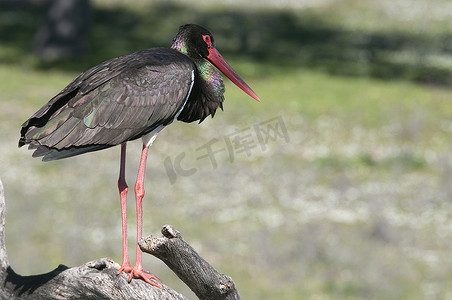 黑白鹤摄影照片_黑鹳 (Ciconia nigra)，在树干上休息