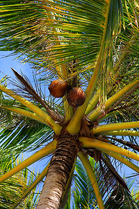 椰树椰子摄影照片_椰树底部视图