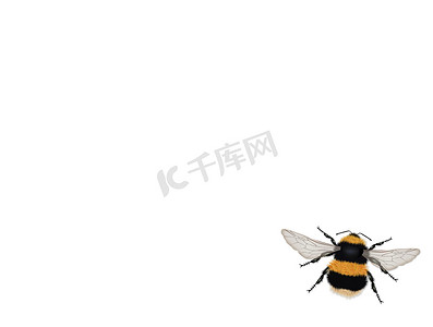 翅膀大翅膀摄影照片_白色背景上的大黄蜂
