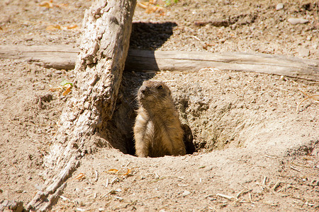 土拨鼠从地上的洞里往外看