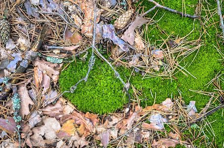 草、颠簸和青苔的背景