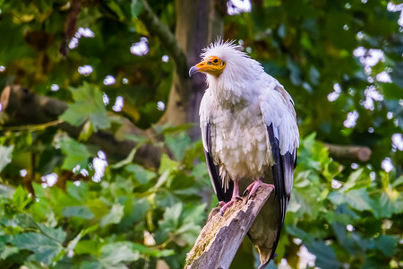 特写镜头中的白色埃及秃鹰，来自非洲的热带清道夫鸟类