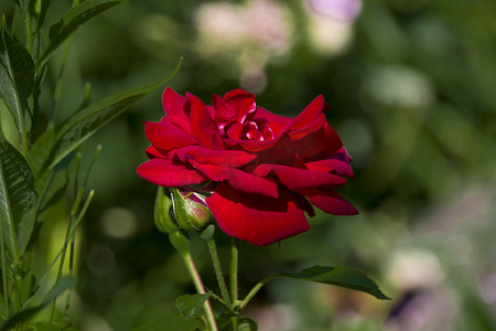 美丽的玫瑰红生长