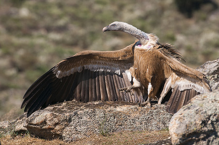 格里芬摄影照片_格里芬秃鹰 (Gyps fulvus) 张开翅膀，飞行的清道夫