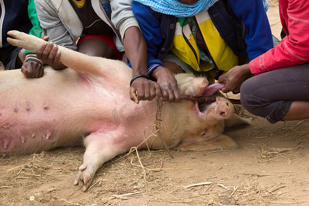 正在检查当地马达加斯加市场上的猪