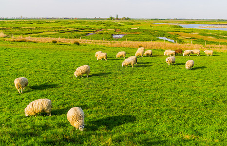 羊牧场摄影照片_绵羊在托伦市 schakerloopolder 的牧场放牧，荷兰泽兰的乡村景观