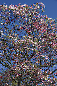 山茱萸科摄影照片_在开花的开花的山茱萸树