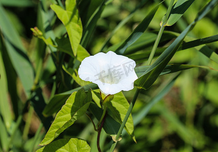 小号藤摄影照片_calystegia sepium（以前称为 Convolvulus sepium）常见名称是对冲旋花、Rutland beauty、号角藤、天上的喇叭、bellbind、granny pop out bed，在夏季盛开