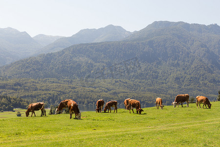 阿尔卑斯奶牛摄影照片_斯洛文尼亚阿尔卑斯山 Bohinj 湖草地上的牲畜，背景是群山。
