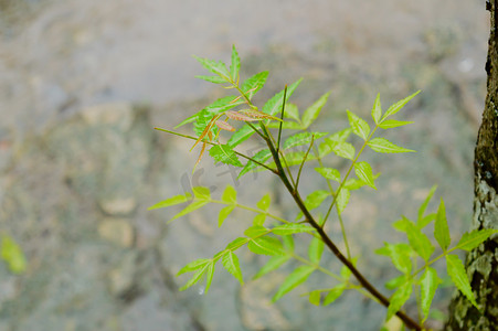 落在绿色印楝树植物叶子上的季风雨。