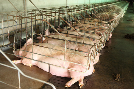 大型养殖猪场内部的消失视图