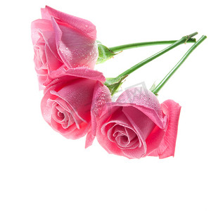 三朵粉色玫瑰隔离在白色