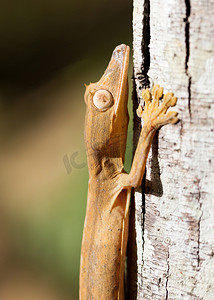 内衬叶尾壁虎 (Uroplatus)，在马达加斯加的一棵树上