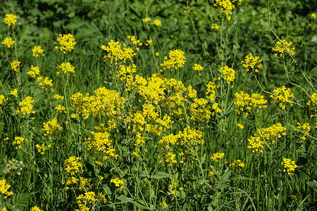 苦菜、草本植物芭芭拉、黄色芝麻菜或冬季芝麻菜（Barbarea vulgaris）在春天开花