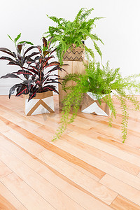 木地板房间里美丽的绿色植物