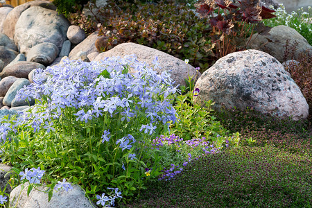 夏季花园小假山中盛开的蓝色福禄考和其他花朵