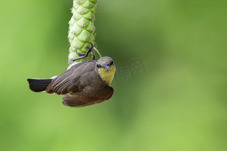 太阳鸟摄影照片_自然背景下树枝上紫色太阳鸟（雌性）的图像