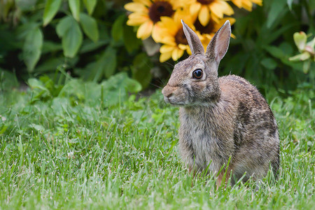 HDR 中的杰克兔和鲜花