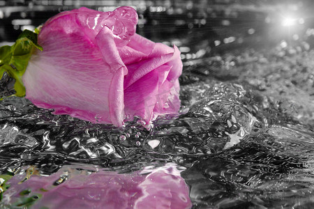 溅起水花摄影照片_玫瑰落入水中溅起水花