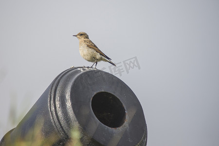 wheatear，oenanthe oenanthe，挪威名字，steinskvett。