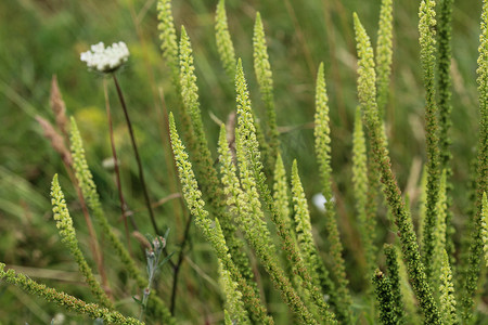 黄色火箭摄影照片_Reseda luteola，被称为染色火箭、染色杂草、焊接、羊毛和黄色杂草