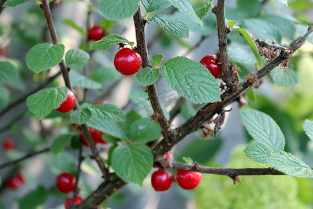 挂在树枝上的成熟樱桃红色浆果