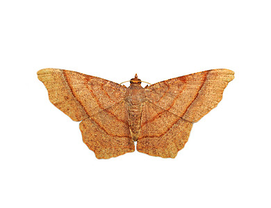 蛾类摄影照片_孤立在白色背景上的棕色蝴蝶（蛾）的图像。