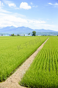 日本的绿色稻田1