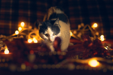 圣诞节和新年猫宠物