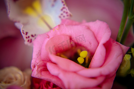 美丽嫩花束中的粉色洋桔梗