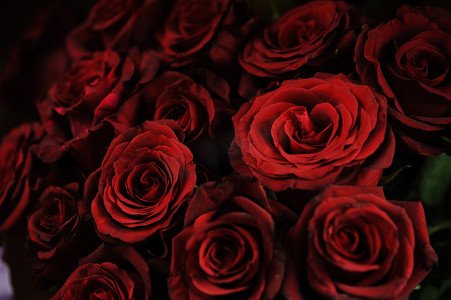 花卉玫瑰花摄影照片_褪色的玫瑰花束