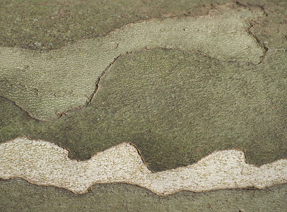 迷彩摄影照片_飞机树树皮背景上的迷彩图案