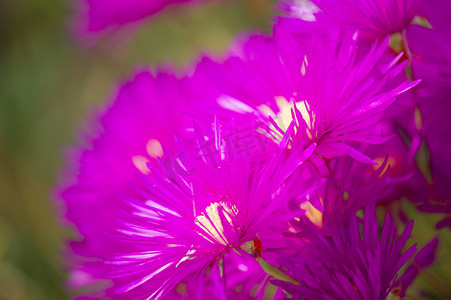多肉植物粉色花朵