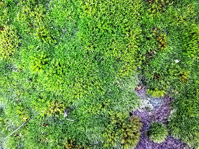 大自然中石头上的绿色苔藓背景纹理